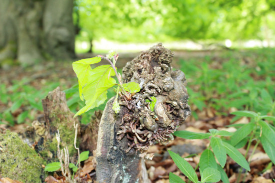 beech sapling